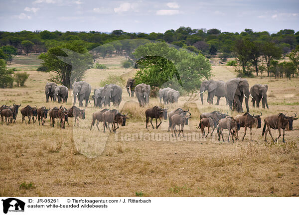 Weibartgnus / eastern white-bearded wildebeests / JR-05261