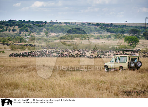 eastern white-bearded wildebeests / JR-05264