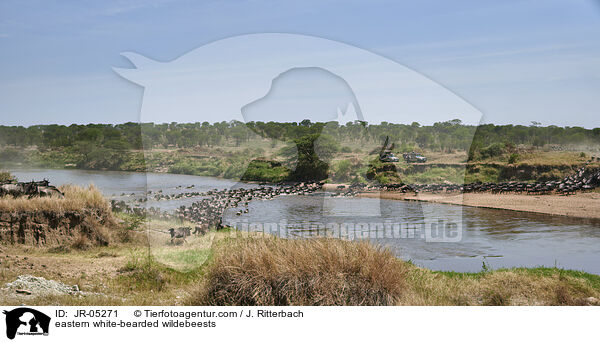 eastern white-bearded wildebeests / JR-05271