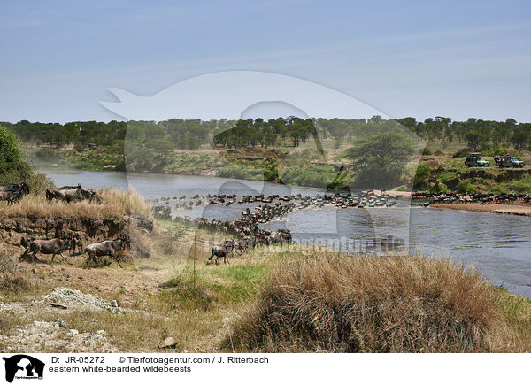 eastern white-bearded wildebeests / JR-05272