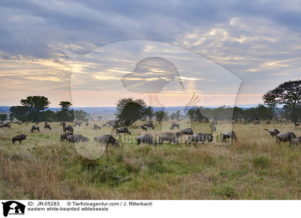 Weibartgnus / eastern white-bearded wildebeests / JR-05283