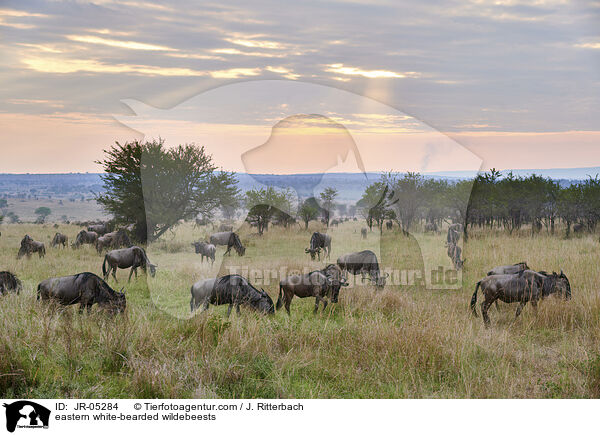 eastern white-bearded wildebeests / JR-05284