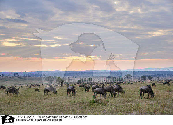 eastern white-bearded wildebeests / JR-05286