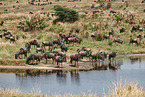 eastern white-bearded wildebeests