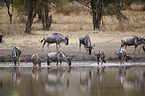 eastern white-bearded wildebeests