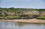 eastern white-bearded wildebeests