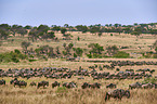 eastern white-bearded wildebeests