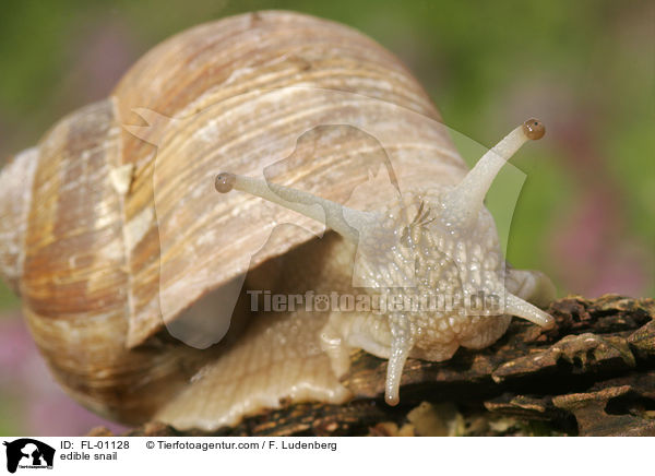 edible snail / FL-01128