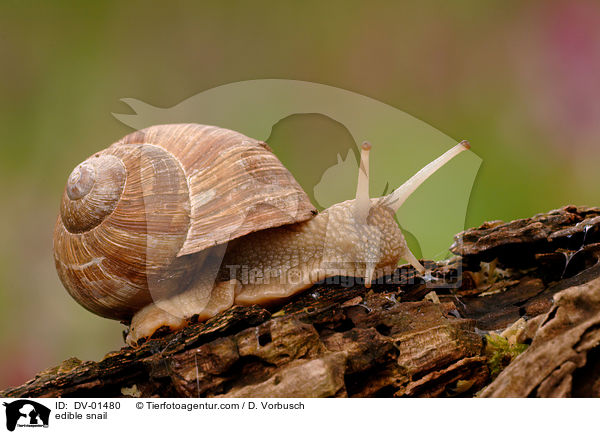 Weinbergschnecke / edible snail / DV-01480