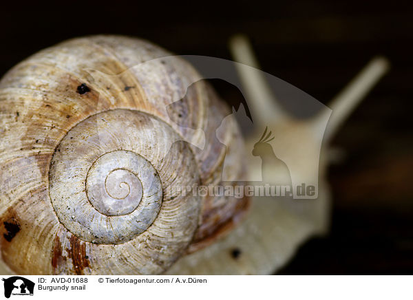Burgundy snail / AVD-01688