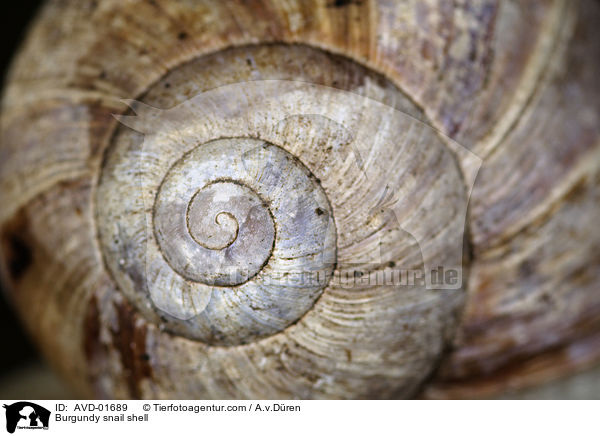 Burgundy snail shell / AVD-01689