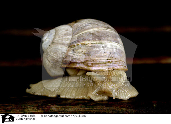 Weinbergschnecke / Burgundy snail / AVD-01690