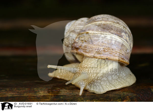 Burgundy snail / AVD-01691