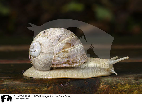 Burgundy snail / AVD-01692