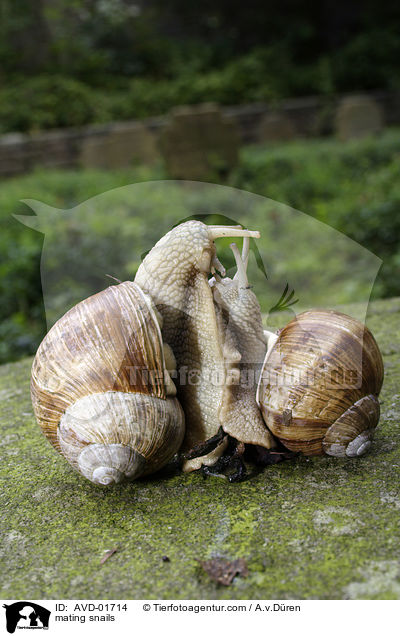 Weinbergschnecken bei der Paarung / mating snails / AVD-01714