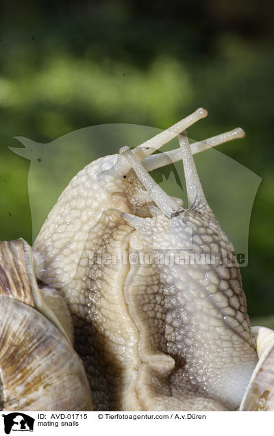 Weinbergschnecken bei der Paarung / mating snails / AVD-01715