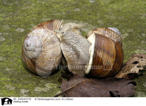Weinbergschnecken bei der Paarung / mating snails / AVD-01716