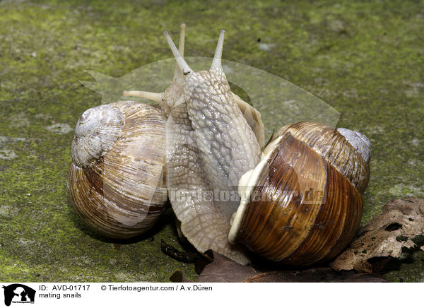 Weinbergschnecken bei der Paarung / mating snails / AVD-01717