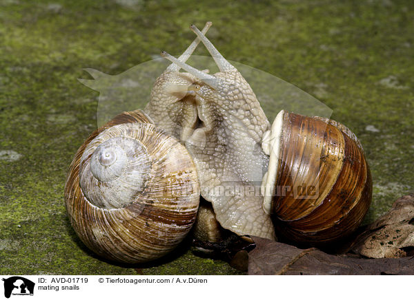 Weinbergschnecken bei der Paarung / mating snails / AVD-01719