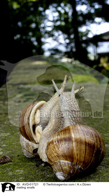 Weinbergschnecken bei der Paarung / mating snails / AVD-01721