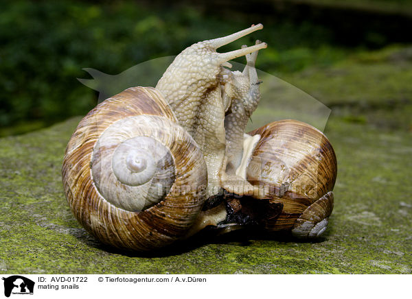 Weinbergschnecken bei der Paarung / mating snails / AVD-01722