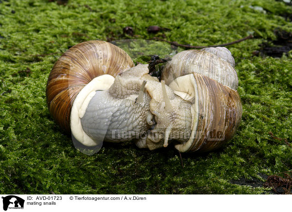 Weinbergschnecken bei der Paarung / mating snails / AVD-01723