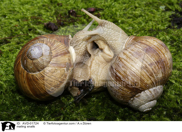 Weinbergschnecken bei der Paarung / mating snails / AVD-01724