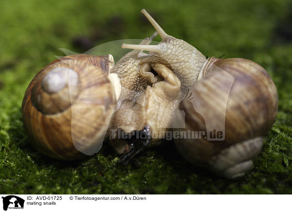 Weinbergschnecken bei der Paarung / mating snails / AVD-01725