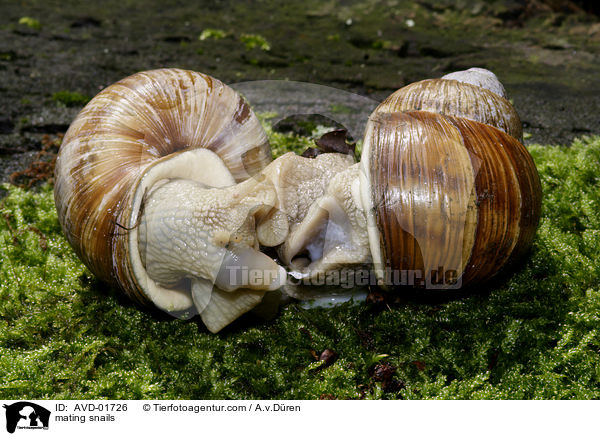 Weinbergschnecken bei der Paarung / mating snails / AVD-01726