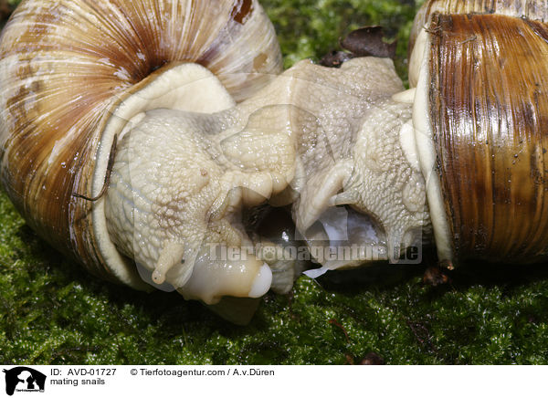 mating snails / AVD-01727
