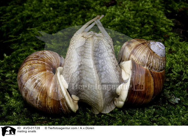 mating snails / AVD-01728