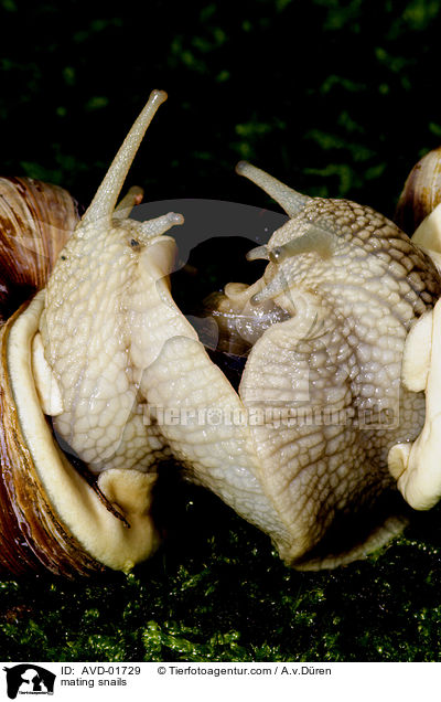 Weinbergschnecken bei der Paarung / mating snails / AVD-01729