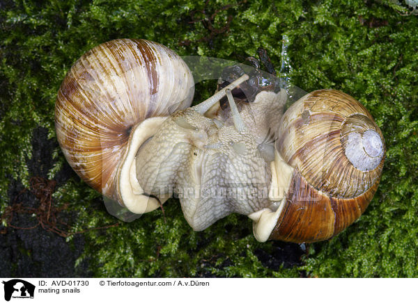 Weinbergschnecken bei der Paarung / mating snails / AVD-01730