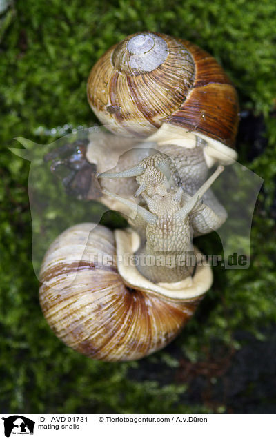 Weinbergschnecken bei der Paarung / mating snails / AVD-01731