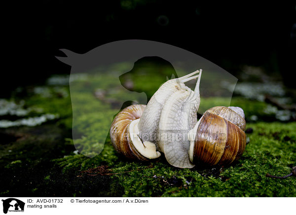 mating snails / AVD-01732