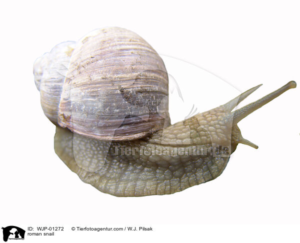 Weinbergschnecke / roman snail / WJP-01272