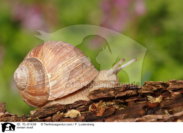 Weinbergschnecke / roman snail / FL-01439