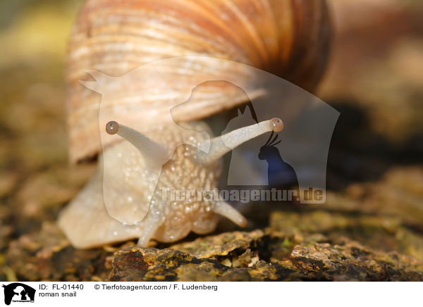 Weinbergschnecke / roman snail / FL-01440