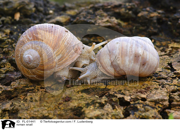 roman snail / FL-01441