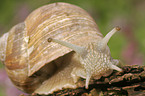 edible snail