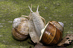 mating snails