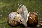 mating snails