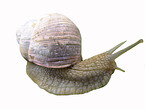 roman snail