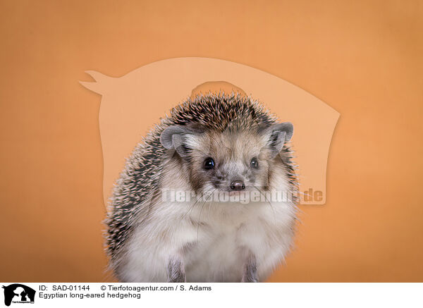 gyptischer Langohrigel / Egyptian long-eared hedgehog / SAD-01144