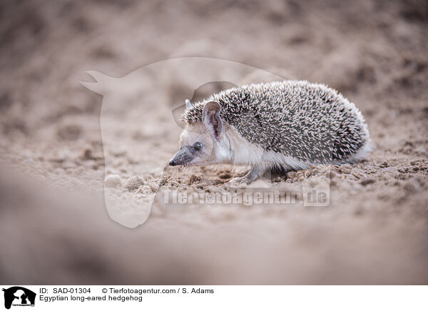 gyptischer Langohrigel / Egyptian long-eared hedgehog / SAD-01304