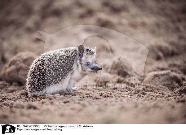 gyptischer Langohrigel / Egyptian long-eared hedgehog / SAD-01305