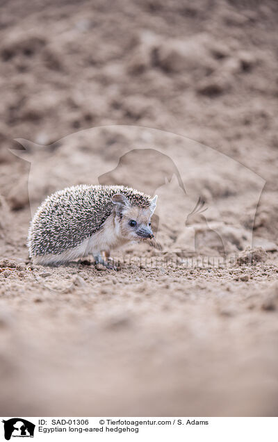 gyptischer Langohrigel / Egyptian long-eared hedgehog / SAD-01306