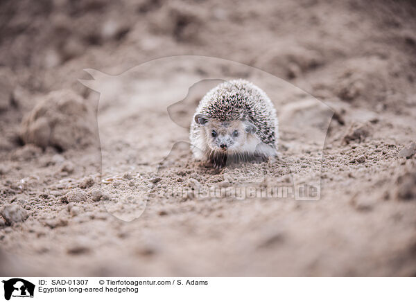 gyptischer Langohrigel / Egyptian long-eared hedgehog / SAD-01307