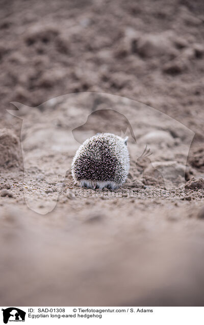 Egyptian long-eared hedgehog / SAD-01308