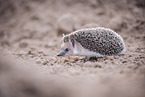 Egyptian long-eared hedgehog